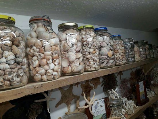 Museo de las conchas